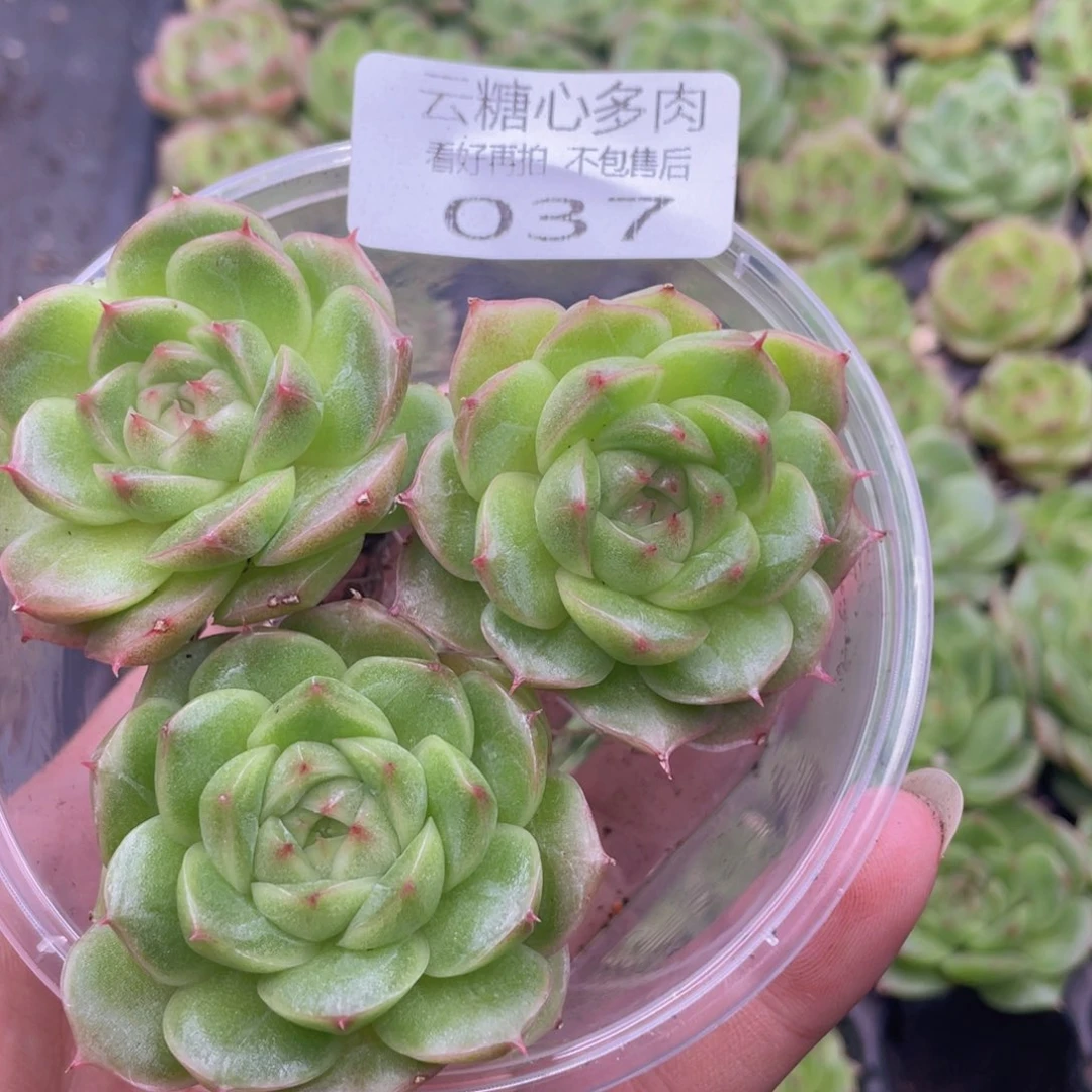 云糖心多肉植物37