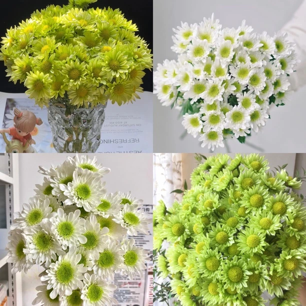 【九里花田】薄荷冰组合小菊-基地现采现发-1单发申通2单发顺丰