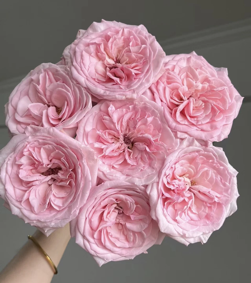 （曼）  粉荔枝15支+5支防损 鲜花任意满2单包邮