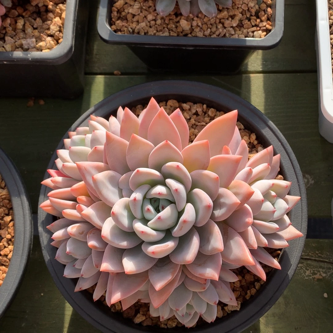 冰魄 多头 一颗