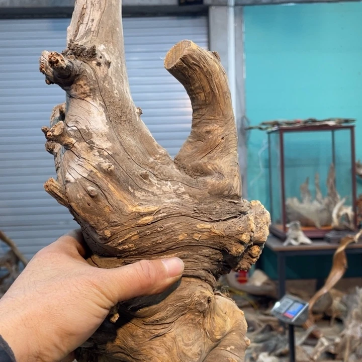 山*鹰我们都是好孩子呀