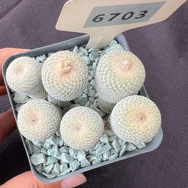 6703月世界自根群生裸根发