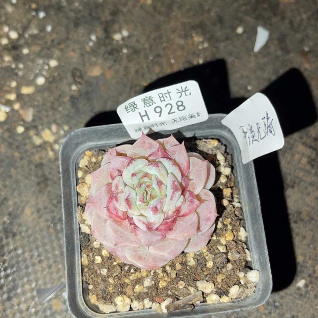 平***_928 带陶瓷盆发货 满28包邮