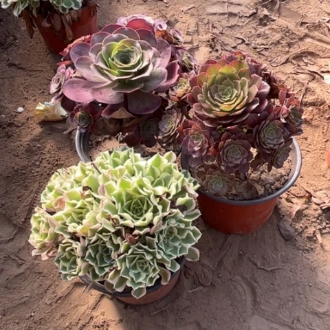 752多肉植物组合，