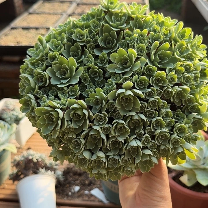 山地玫瑰大群整群