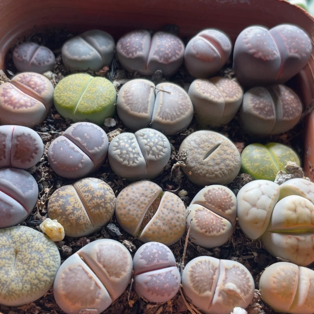 大盆特价一物一拍～25