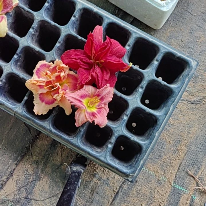 完全开放迷宫金孔雀爱情海