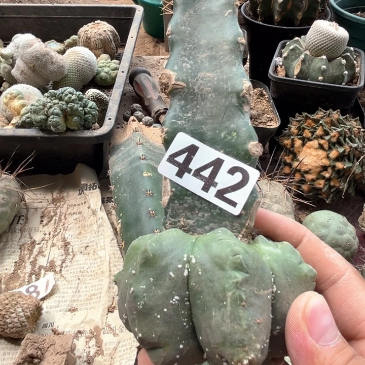F****F442号仙人球开花