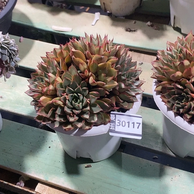 【闪购商品】麒麟座30117