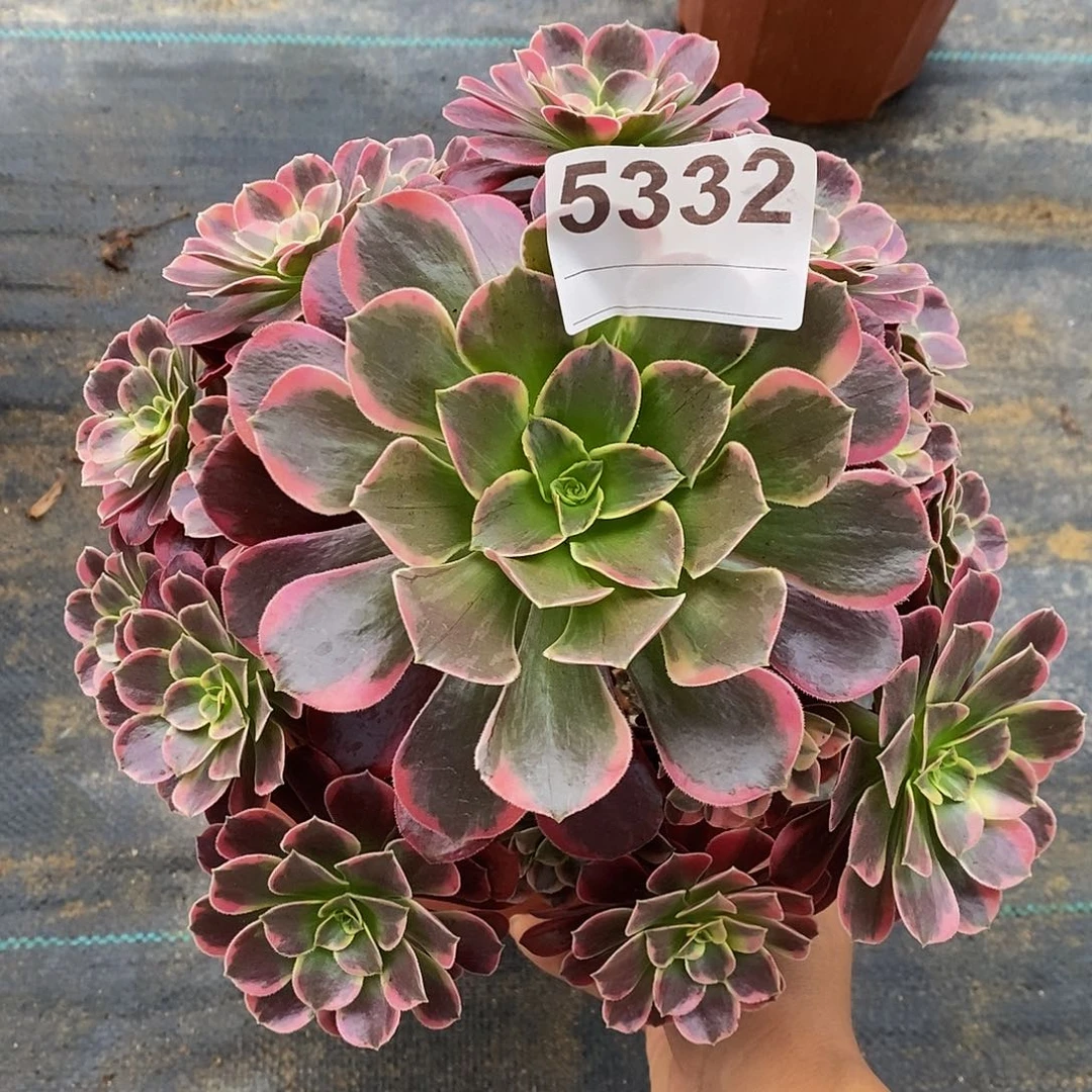 5332金丝雀玫瑰444444444