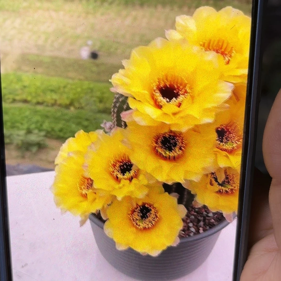 黄花黑喉无根侧牙四左右2