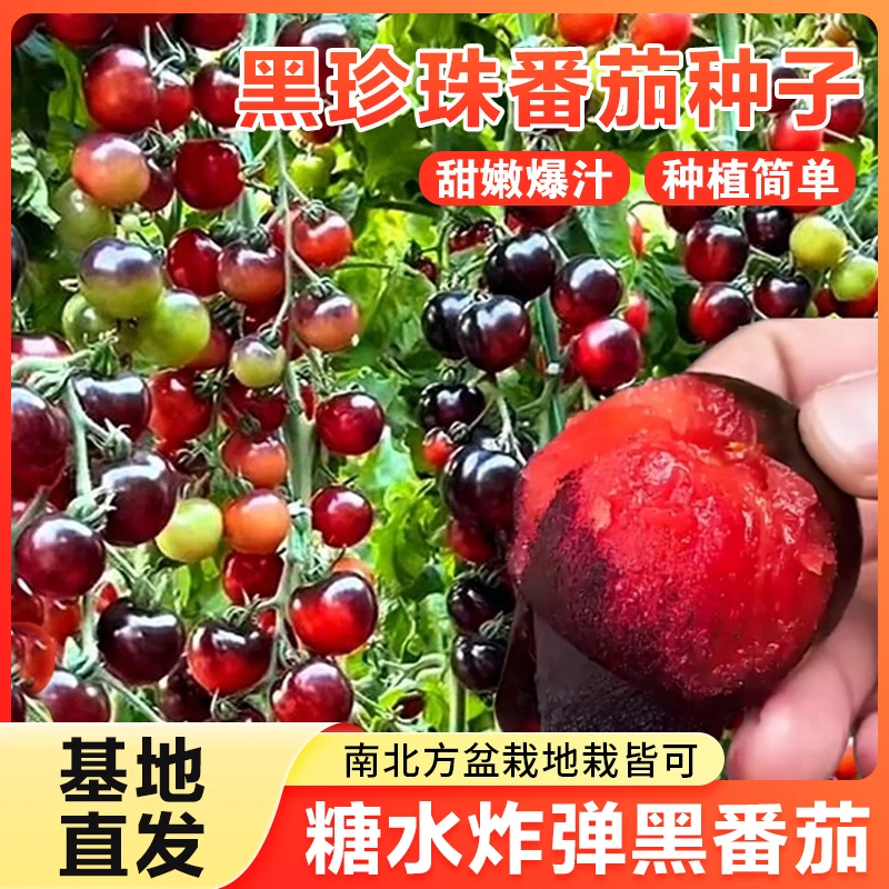 黑番茄种子紫黑西红柿种子大黑柿子种籽生长大果型黑庭院瓜果种籽
