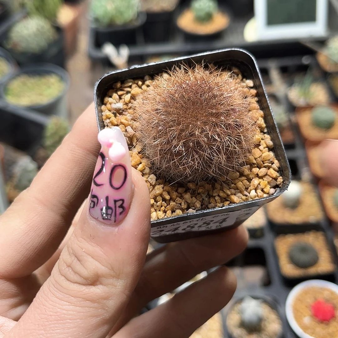 梨**暖24884一物一拍单头发货