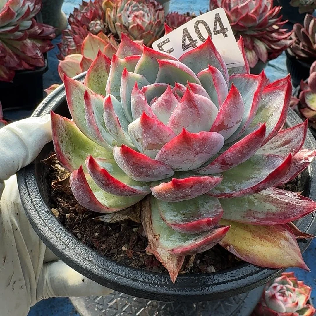 惊鸿惊鸿惊鸿 404............