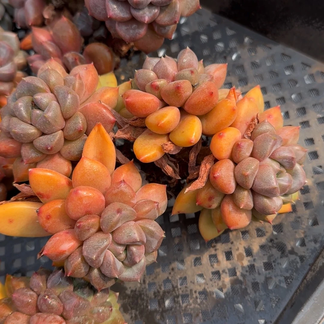 从前慢花园精选多肉红象牙