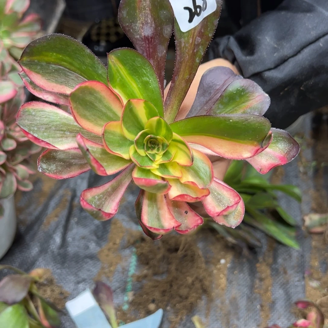 268红魔女多肉植物