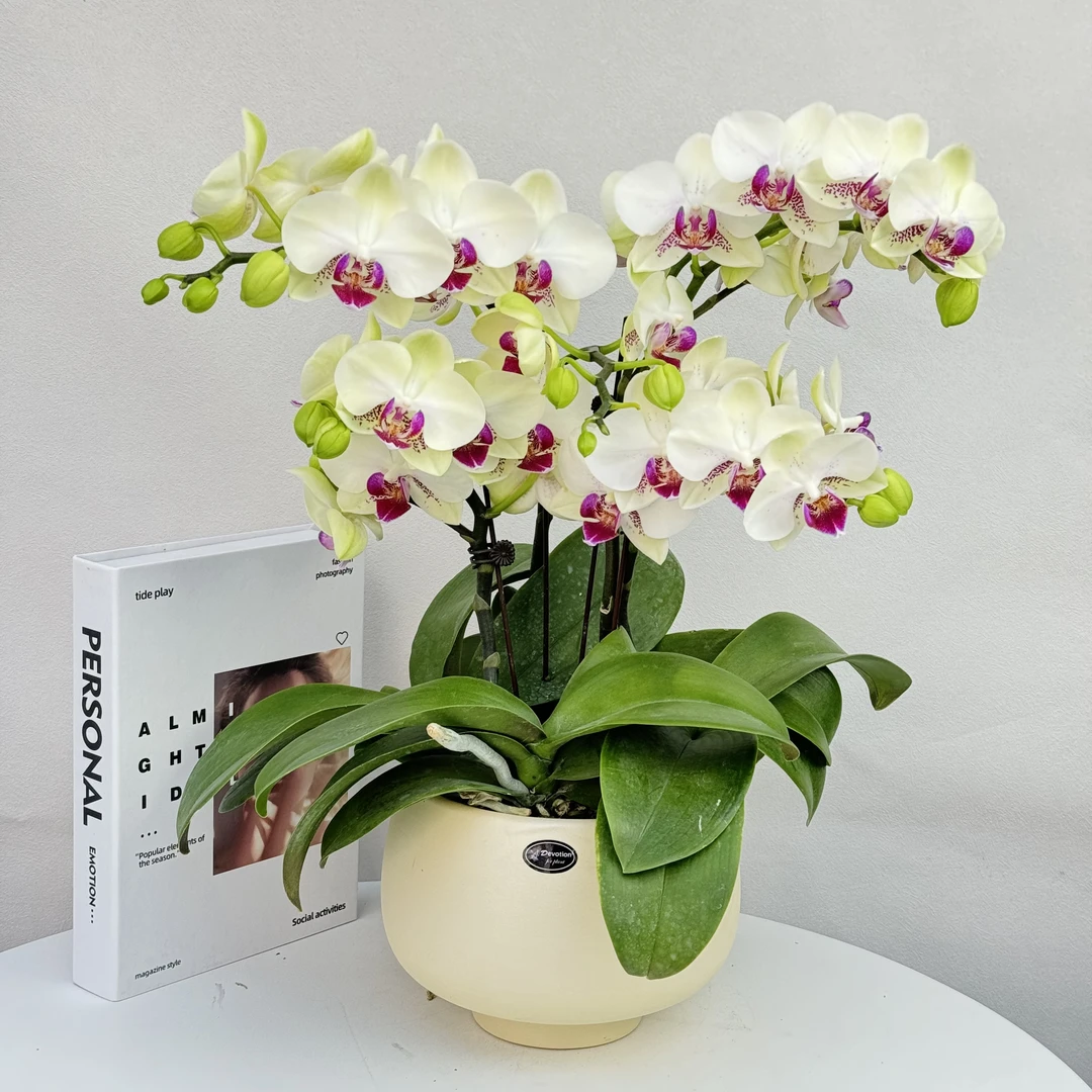 蝴蝶兰【绿熊】绿色清新养眼花期超长桌面花缓解视觉疲劳4-4