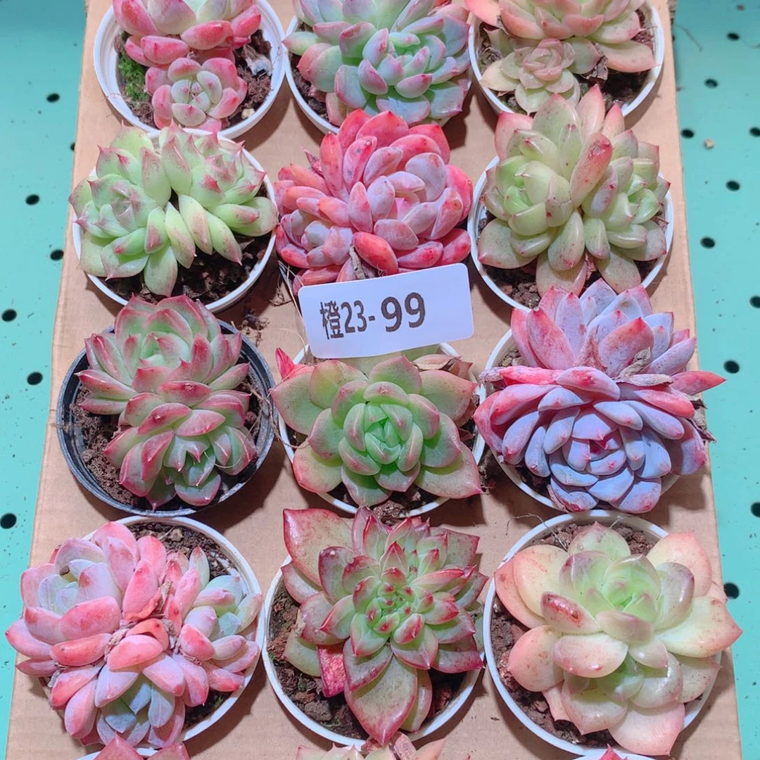23-99一物一拍多肉带盆18颗