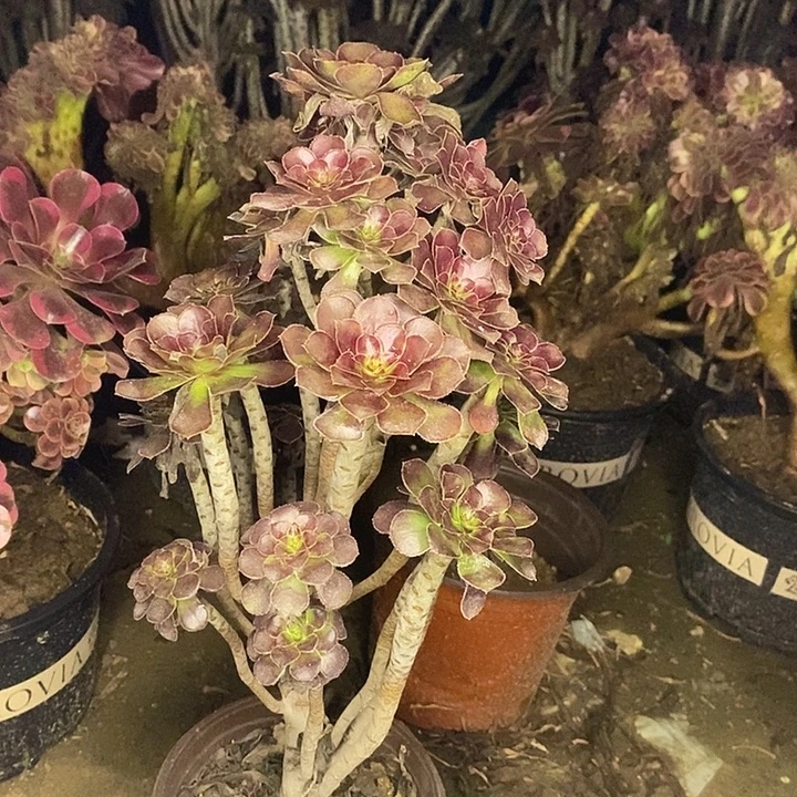 黑豆多肉植物048。