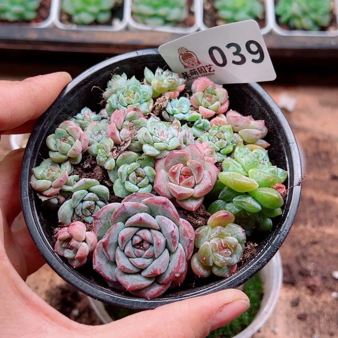 多肉植物多肉植物
