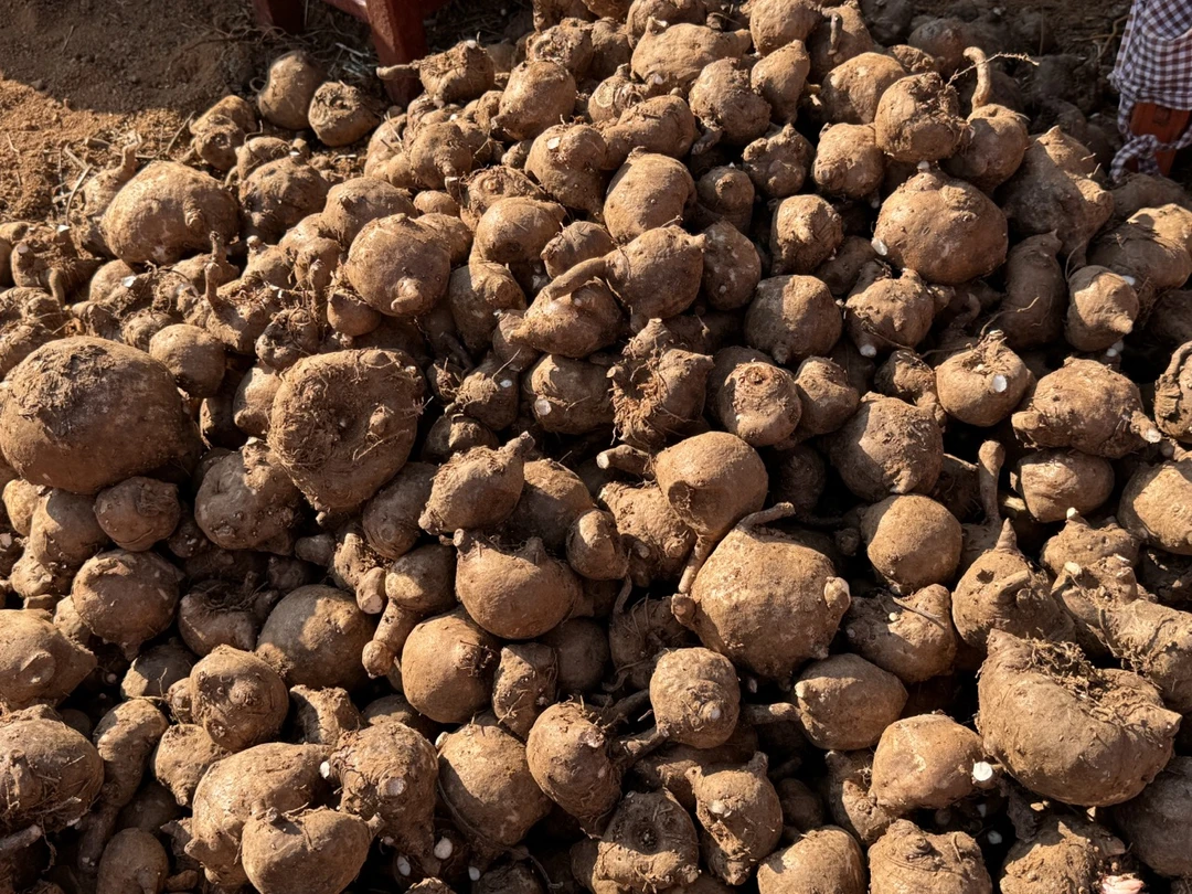 基地白魔芋优质长条，二代种子