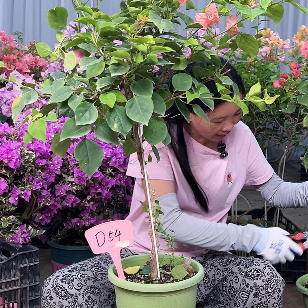 王***凤大部分花苞少量开放D54不甜