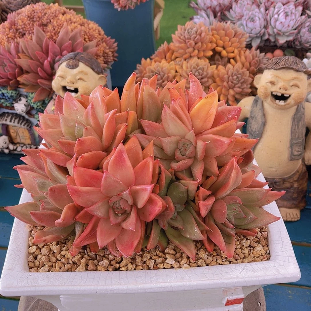 ?*然多肉杂交安然带盆