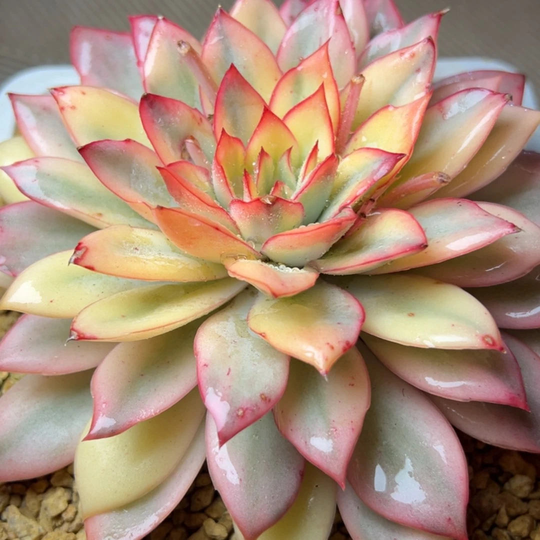 【闪购商品】月光女神锦多肉29.8