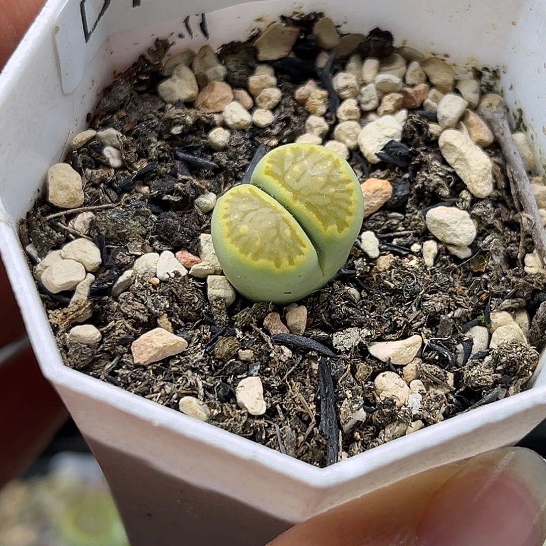 一物一拍绿菊2302