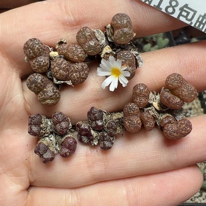 【闪购商品】963……