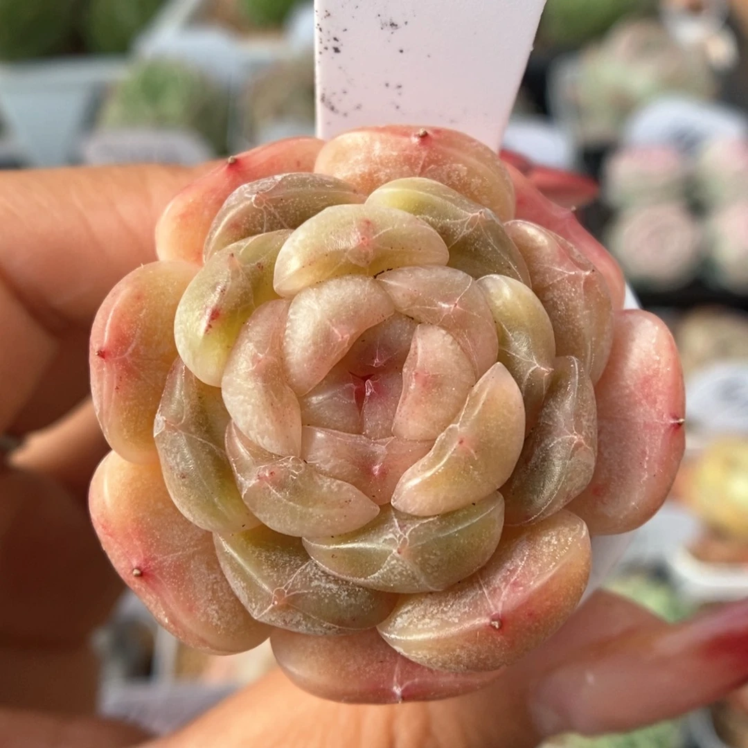 白色恋人可拍8号。