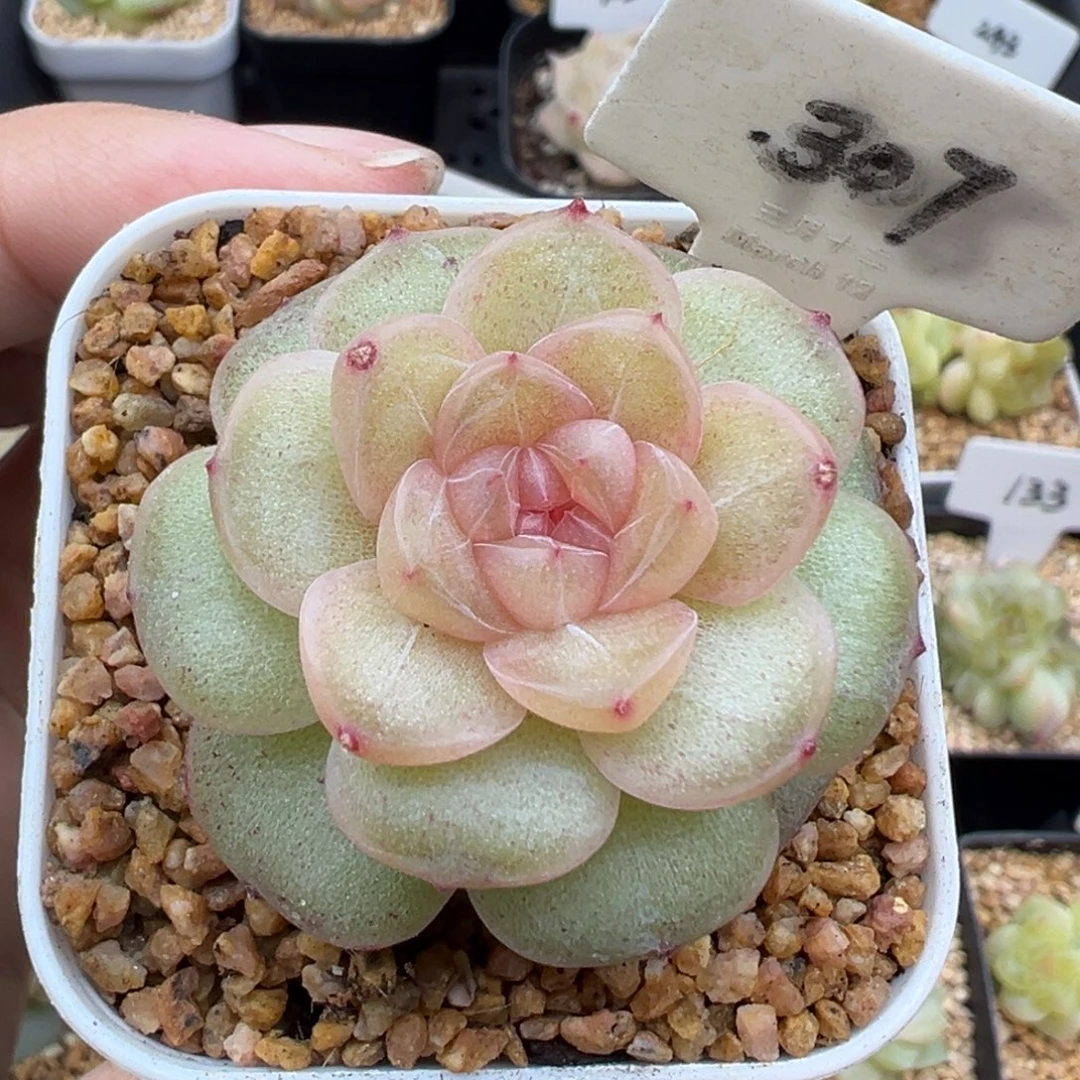 307号风花雪月系列仙音