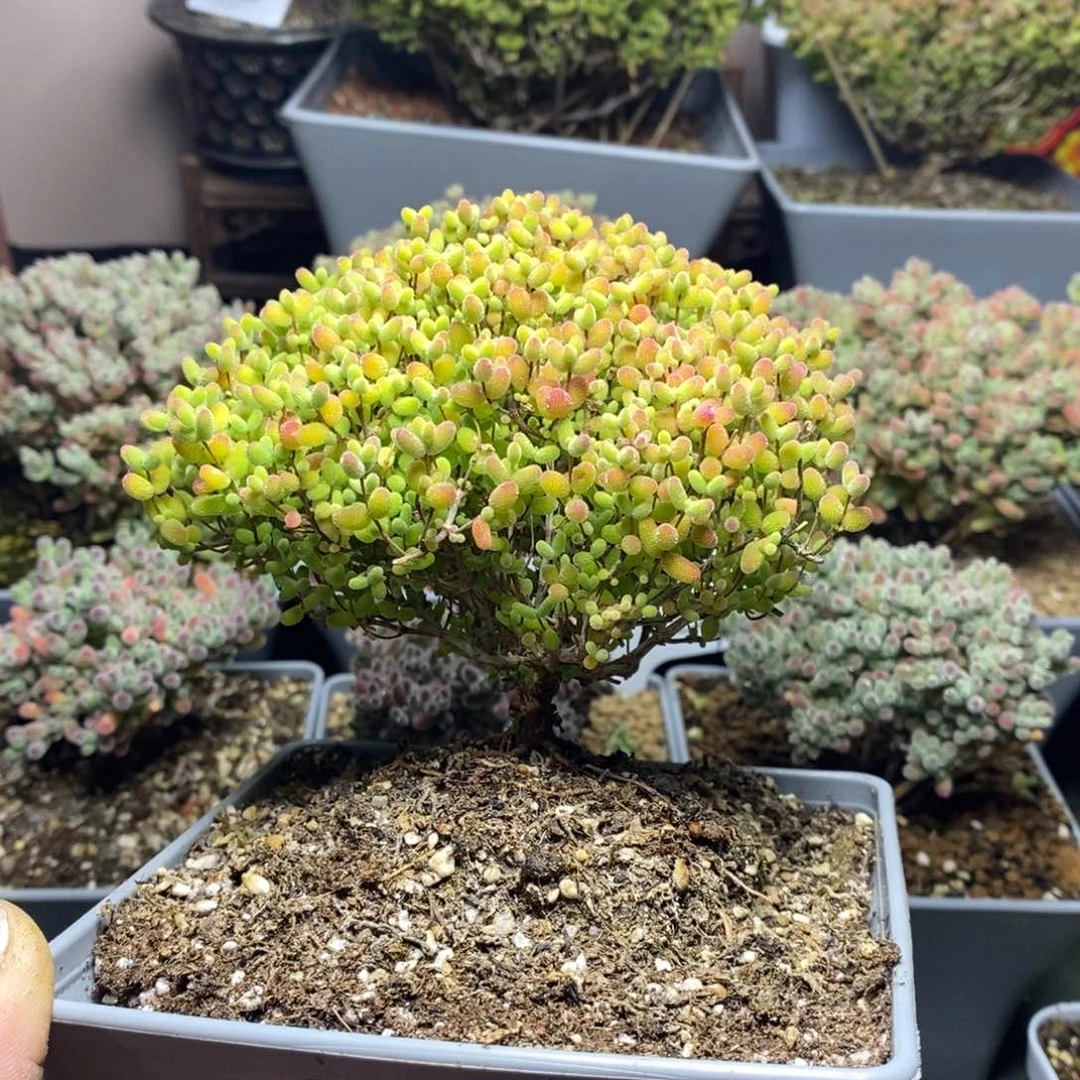 小****?803蜜橘糖球枝干