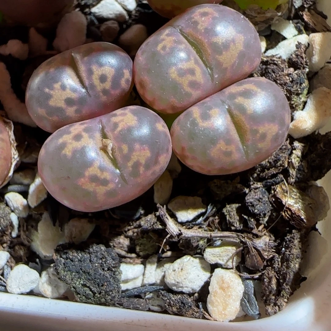 肉锥多肉植物组合-粉色勋章1283