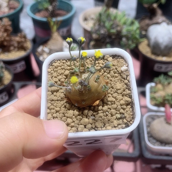 227格加厚墩菊块根
