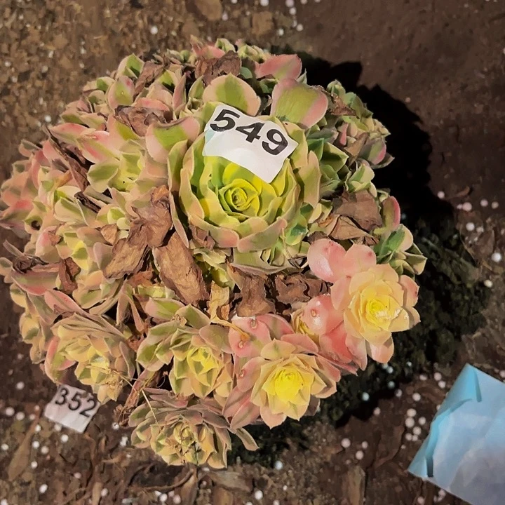 549女神多肉植物不售后
