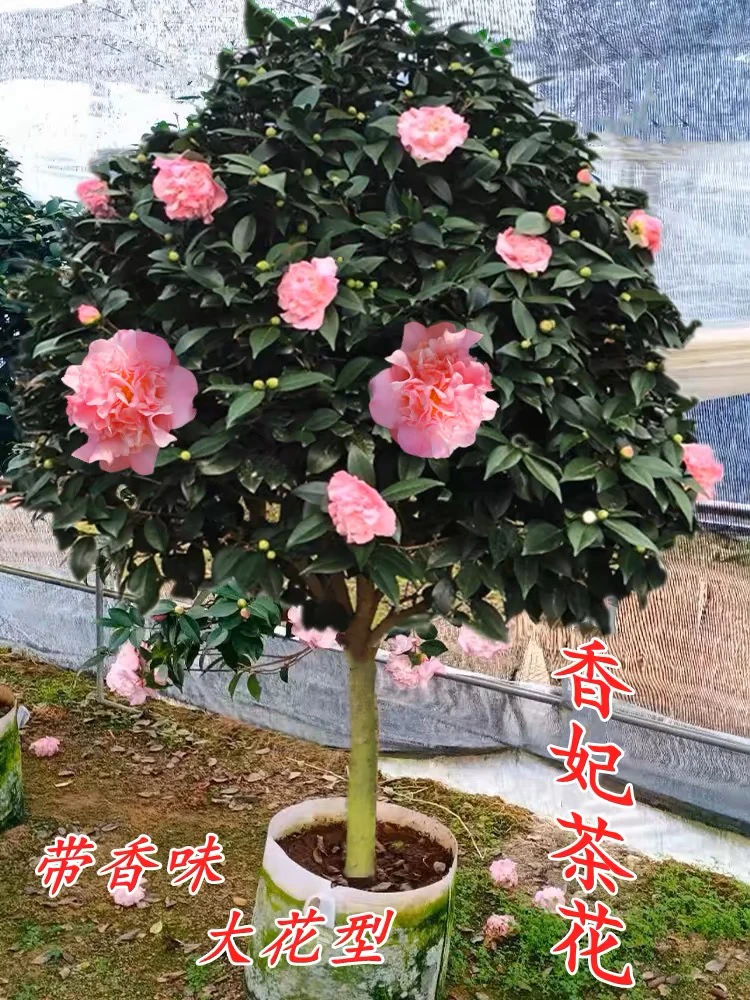 香妃山茶花盆栽浓香型室内庭院阳台花卉植物树苗好养活四季花卉