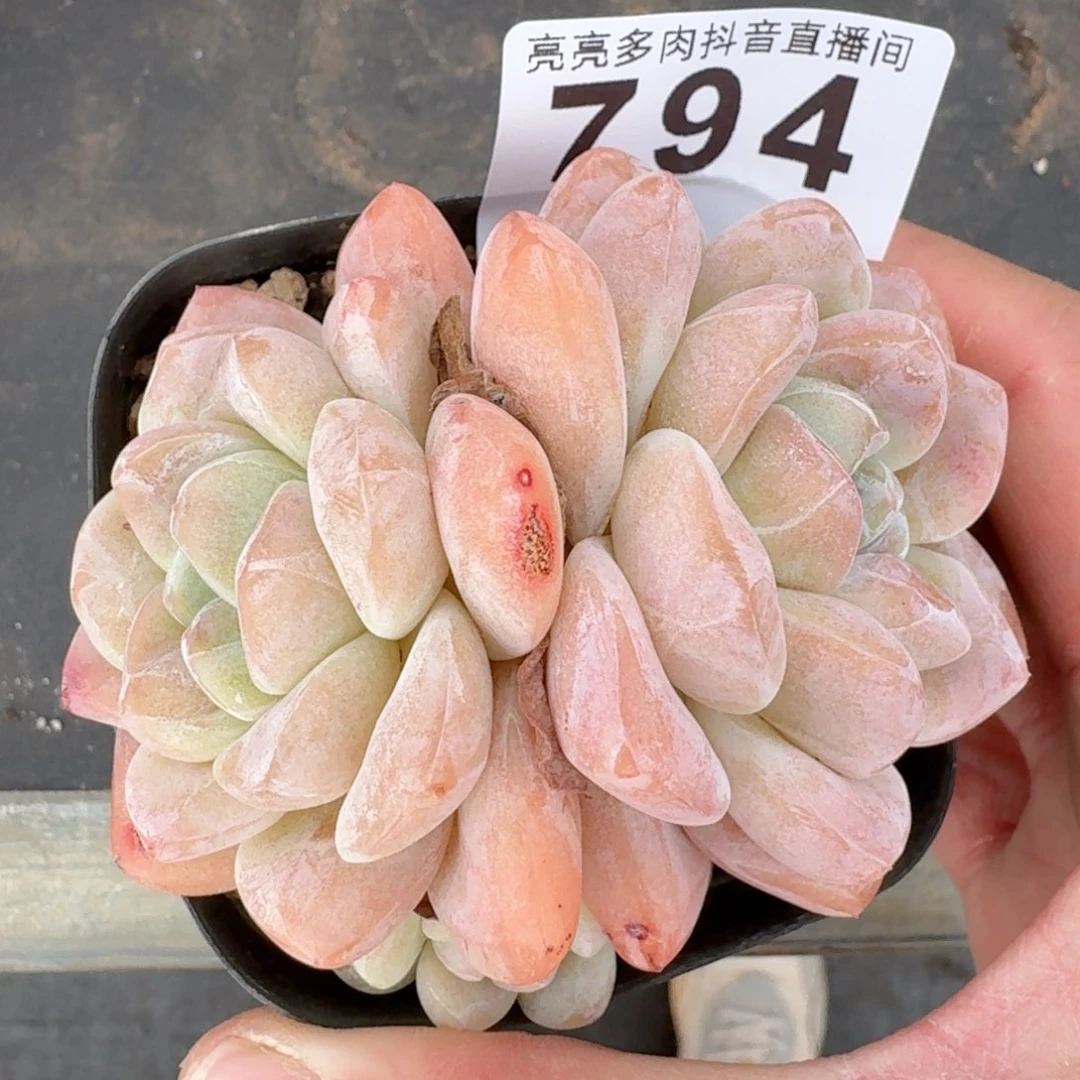 双头石化冰玉         多肉植物