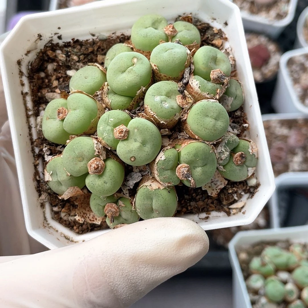 杠***精8081大棚清仓甩卖了