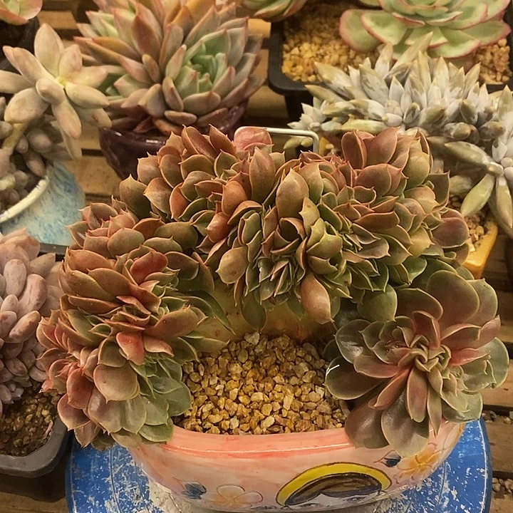 多肉植物肉肉植物