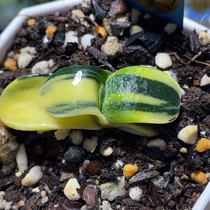 662卧牛jintexuanfuli