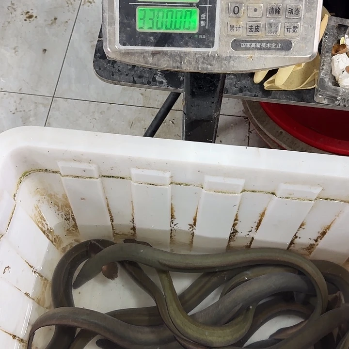 野生鳗鱼包活到家