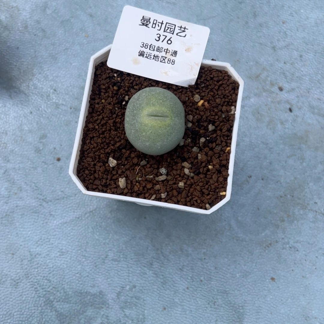 冰*蓝376号sub大型嘴2.9多肉