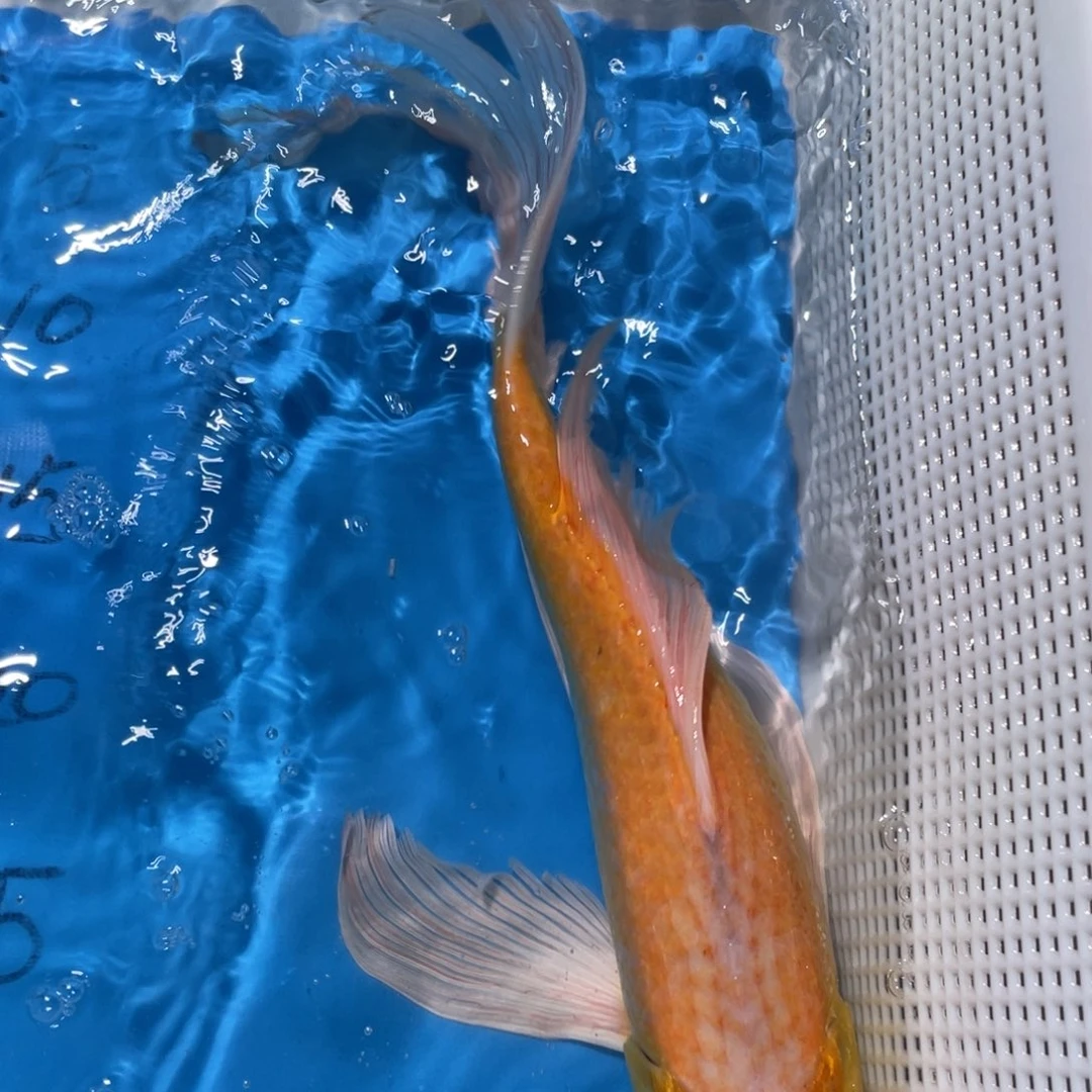 锦鲤锦鲤包邮包售后