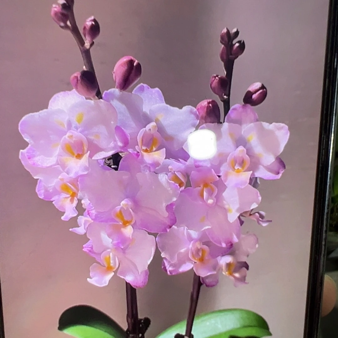 当前无花栽培后可以开花刘氏樱花