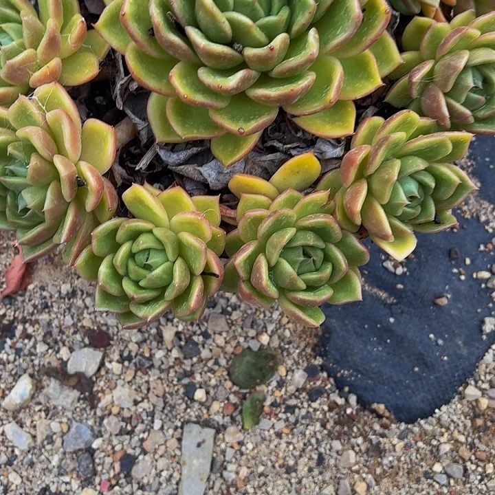 黑***瑰丽娟花卉白玫瑰手捧