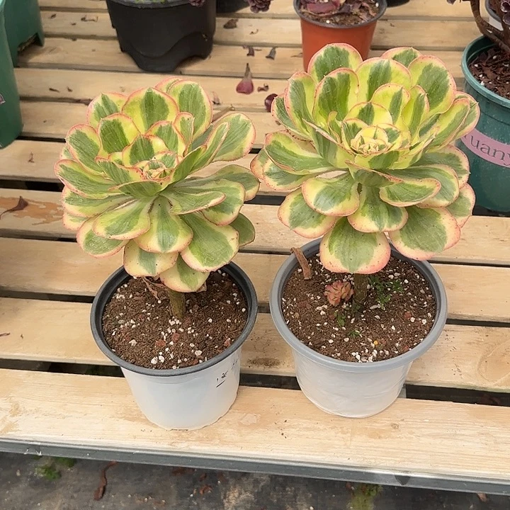 法师多肉植物燕姿