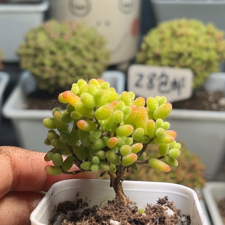 36金桔优选枝干番杏