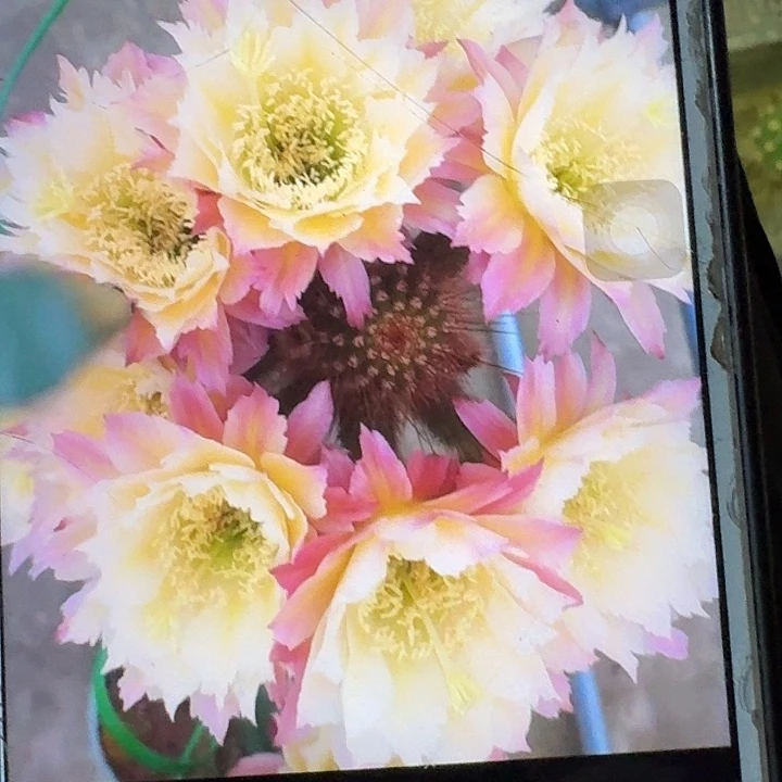 ts126侧芽5公分高毛花柱