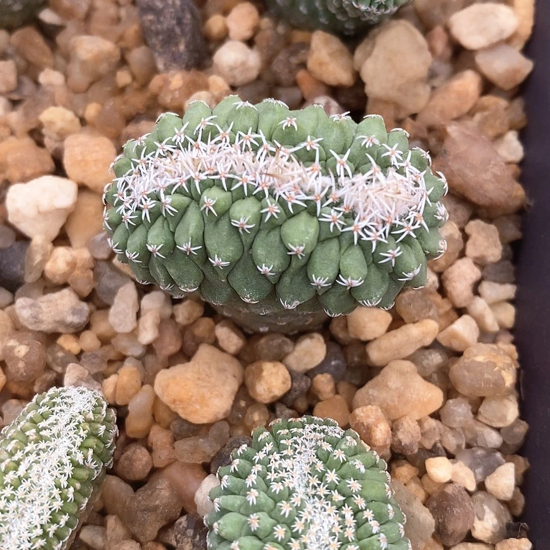 竹***火土土土花花花花花花花花